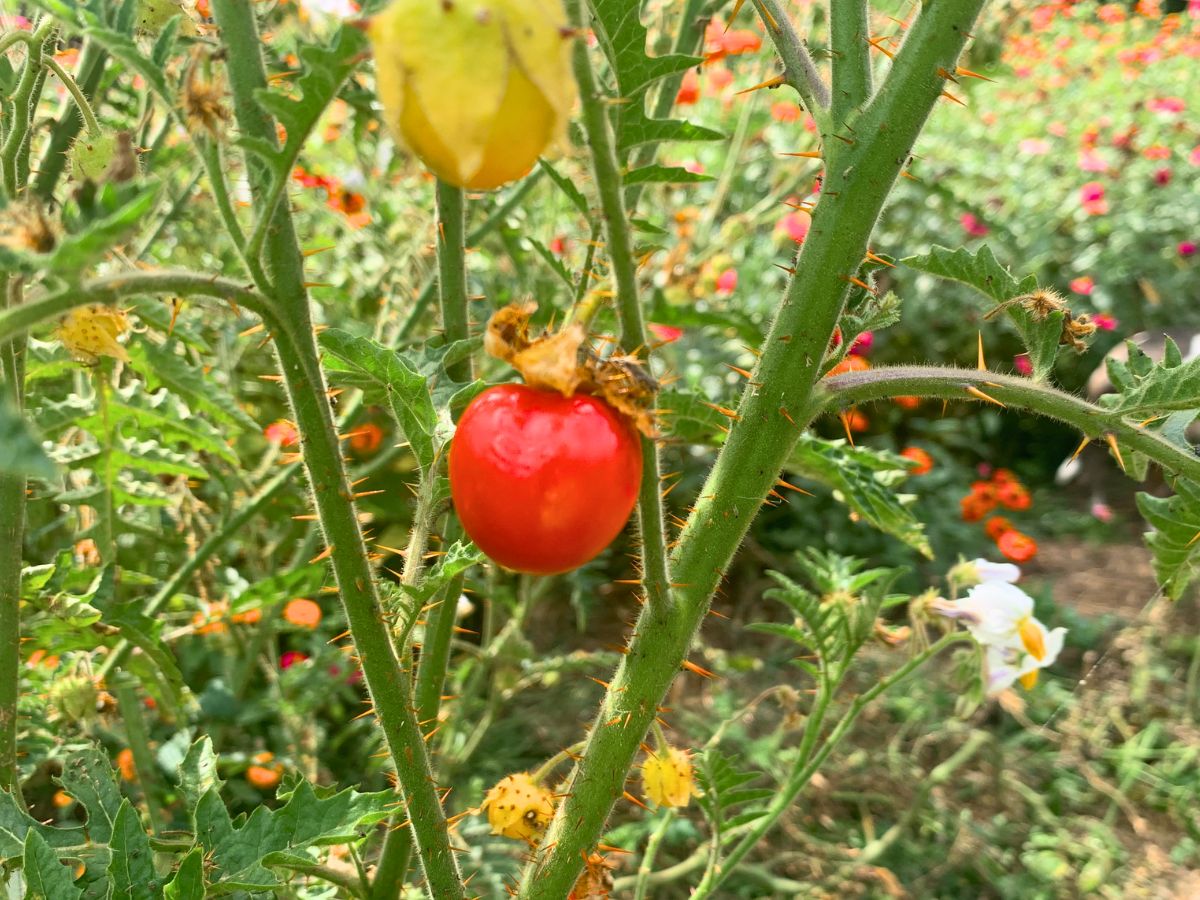 a litchi tomato plant with ripe red fruit, yellow ripening fruit, and white blooms