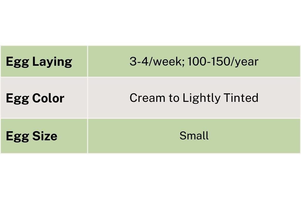 chart showing the egg laying, egg color and egg size 3 4 week 100 150 year