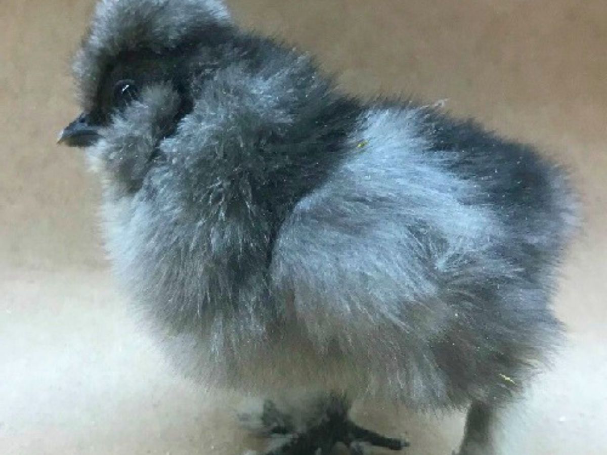 blue silkie chick