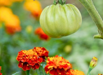 orange and gold marigold growing with tomatoes for companion planting for tomation