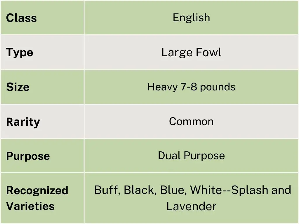 chart showin the class type size rarity purpose and recognized varieties of orpington chickens it reads class english type large fowl size heavy 7 to 8 pounds common purpose dual purpose buff black blue white splash and lavender