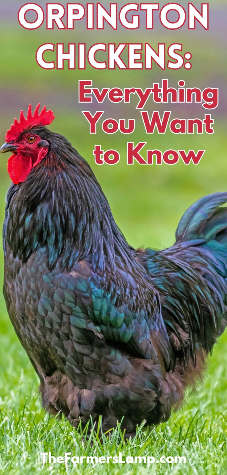 Orpington Chickens: Everything You Want To Know