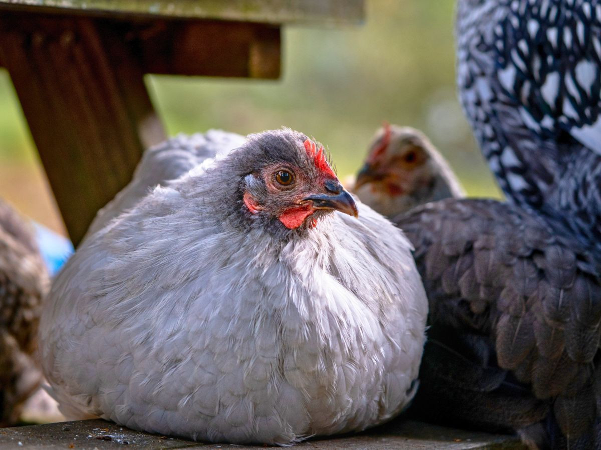 Orpington Chickens: Everything You Want To Know