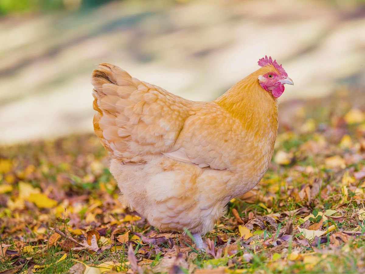 a buff orpington hen standing in leaves