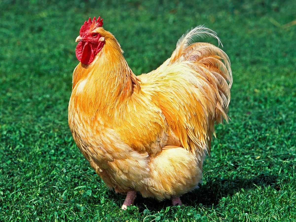 buff orpington rooster standing in green grass