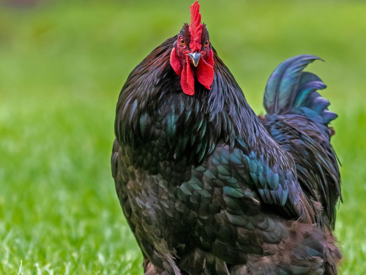 black orpington rooster standing in green grass looking at the camera