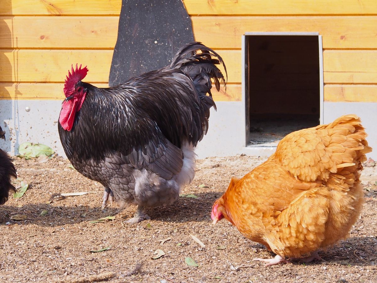 black orpington rooster and buff orpington hen standing on the ground outside their coop