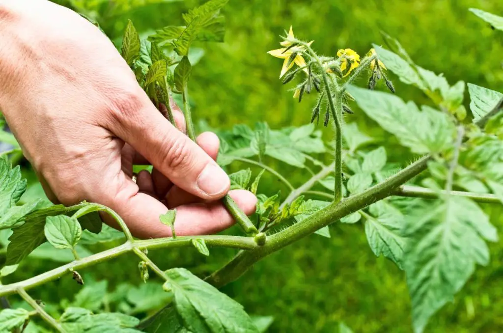 mans hand pinching off a sucker as part of pruning tomato plants for a larger harvest