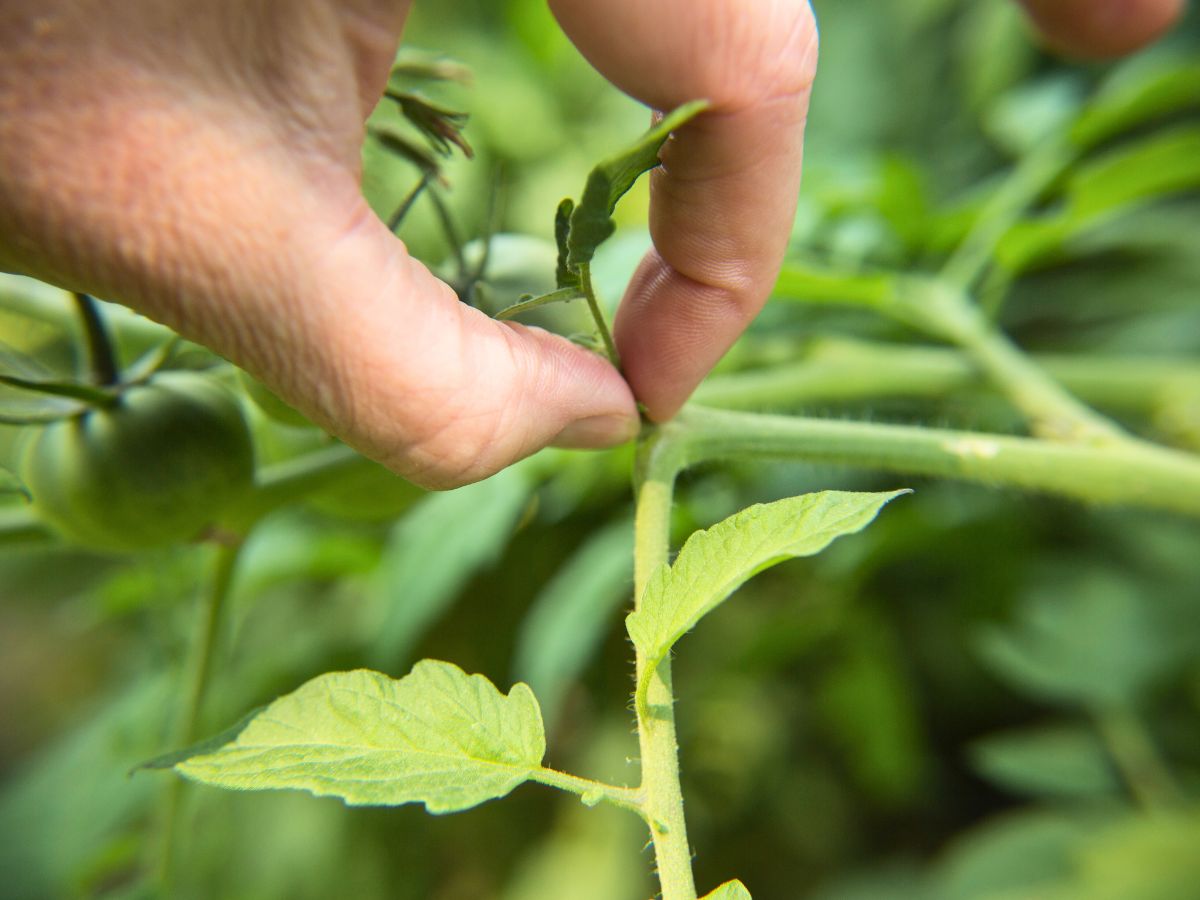 mans hand pinching off a sucker from a tomato plant as part of pruning tomato plants for larger harvests