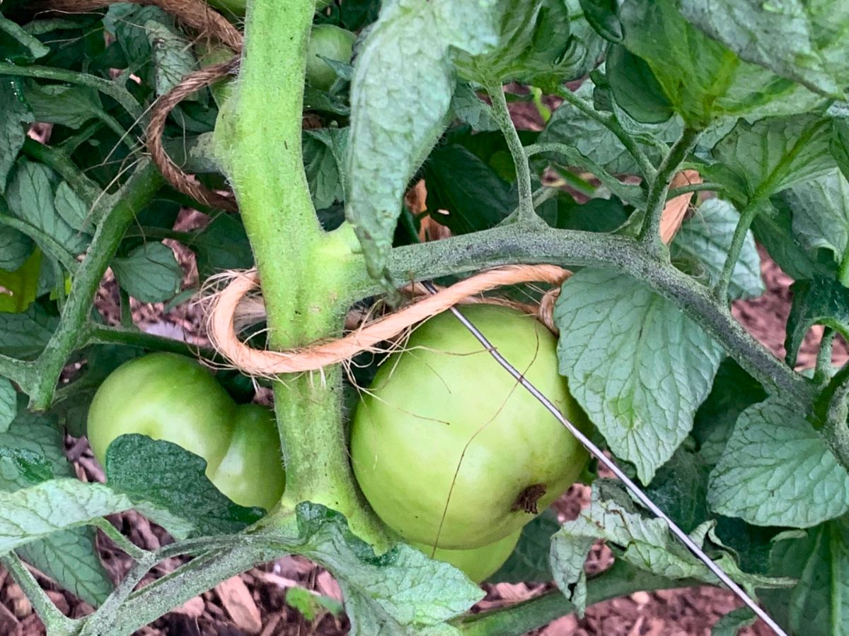 close up of a tomato plant tied to a hog wire panel for support