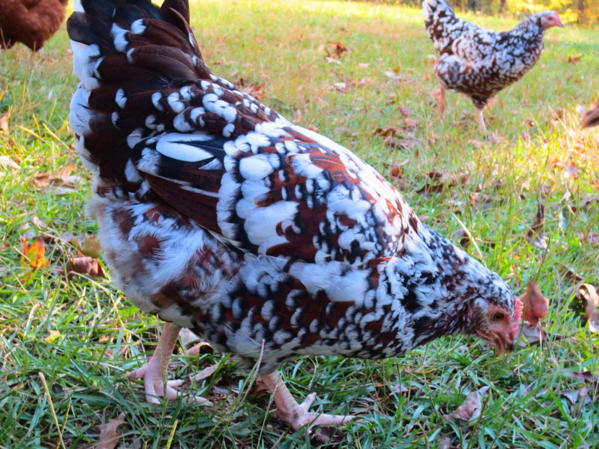 Speckled Sussex Chickens: Your Essential Guide • The Farmer's Lamp