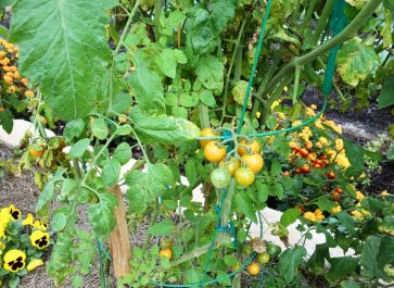tomatoes and other vegetables growin in a garden with marigolds, nasturtiums, and other flowers growing for companion planting