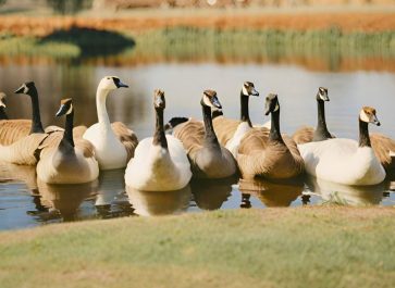 several geese breeds on a large pond